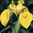 ARBORIX - 6 x Iris des marais - Iris Pseudacorus  - godet 9cm x 9cm - vignette