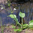 ARBORIX - 6 x Plantain d'eau commun - Alisma Plantago-Aquatica  - godet 9cm x 9cm - vignette
