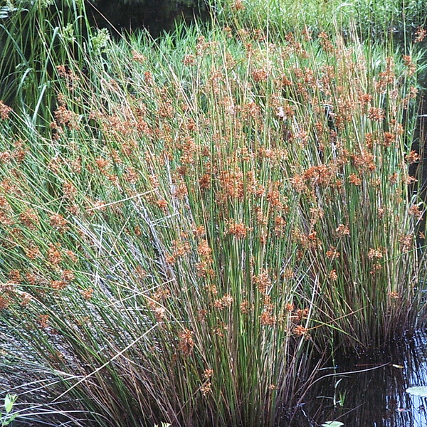 ARBORIX - 6 x Jonc diffus, Jonc commun - Juncus Effusus  - godet 9cm x 9cm - large