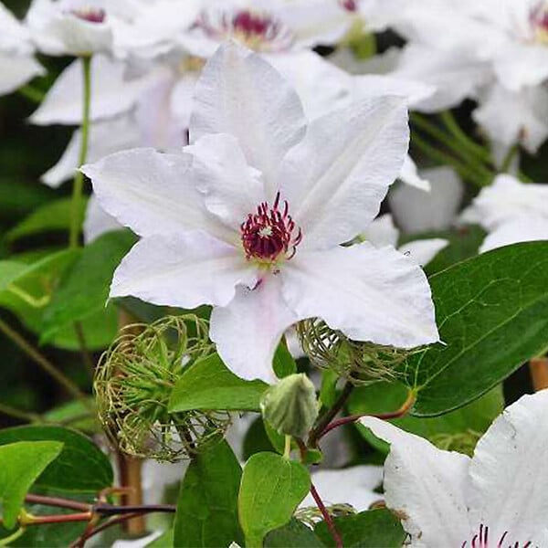 ARBORIX - 2 x Clématite 'Miss Bateman' - Clematis 'Miss Bateman'  - 50-60 cm pot - large