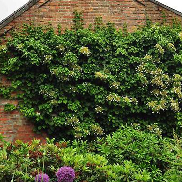 ARBORIX - Hortensia grimpant 'Petiolaris' - Hydrangea Anomala 'Petiolaris'  - 60-80 cm pot - large