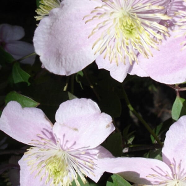 ARBORIX - 2 x Clématite des montagnes - Clematis montana 'Mayleen'  - 50-60 cm pot - large