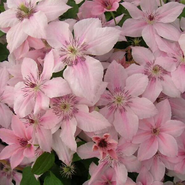 ARBORIX - 2 x Clématite 'Pink Fantasy' - Clematis 'Pink Fantasy'  - 50-60 cm pot - large