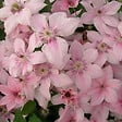 ARBORIX - 2 x Clématite 'Pink Fantasy' - Clematis 'Pink Fantasy'  - 50-60 cm pot - vignette