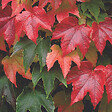 ARBORIX - 2 x Vigne vierge Japonaise 'Veitchii' - Parthenocissus tricuspidata 'Veitchii'  - 60-80 cm pot - vignette