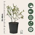 PLANT IN A BOX - Plantes fruitières - Set de 4 - Actinidia, Vaccinium, Lycium - H25-40cm - ⌀9cm - vignette