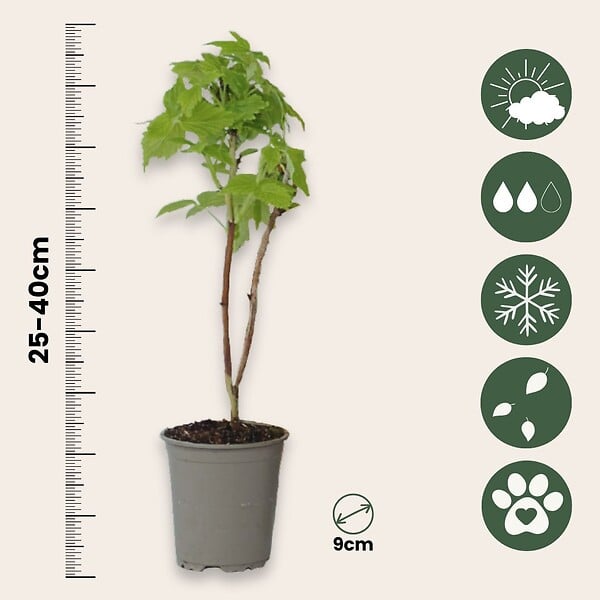 PLANT IN A BOX - Framboisier - Set de 6 - Rubus idaeus 'Fallgold' - Hauteur 25-40cm - ⌀9cm - large