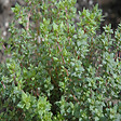 ARBORIX - Thym D'Hiver - Ca. 0,5 gr (Livraison Gratuite) - vignette