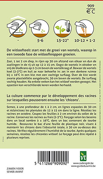 ARBORIX - Chicorée Witloof Bingo  F1 Hybride - Ca. 4 gr (Livraison Gratuite) - large