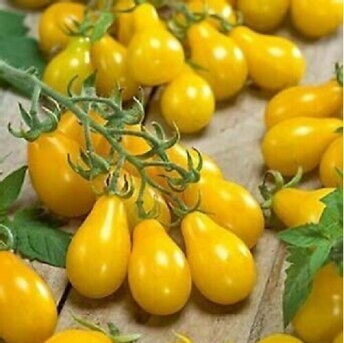 ARBORIX - Tomate Yellow Pearshaped - Ca. 0,5 gr (Livraison Gratuite) - large