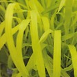 ARBORIX - 6 x Millet sauvage - Milium effusum 'Aureum'  - godet 9cm x 9cm - vignette