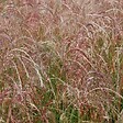 ARBORIX - 6 x Eulalie 'Kleine Fontane' - Miscanthus sinensis 'Kleine Fontaene'  - godet 9cm x 9cm - vignette