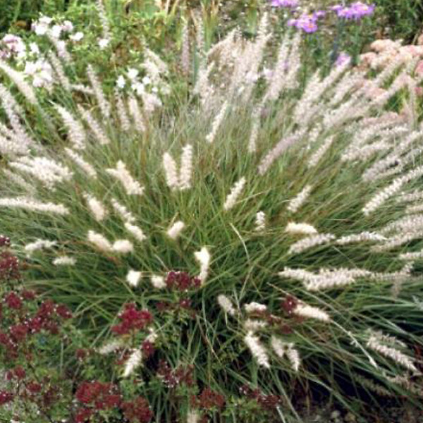 ARBORIX - 6 x Herbe aux écouvillons - Pennisetum orientale  - godet 9cm x 9cm - large