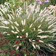 ARBORIX - 6 x Herbe aux écouvillons - Pennisetum orientale  - godet 9cm x 9cm - vignette