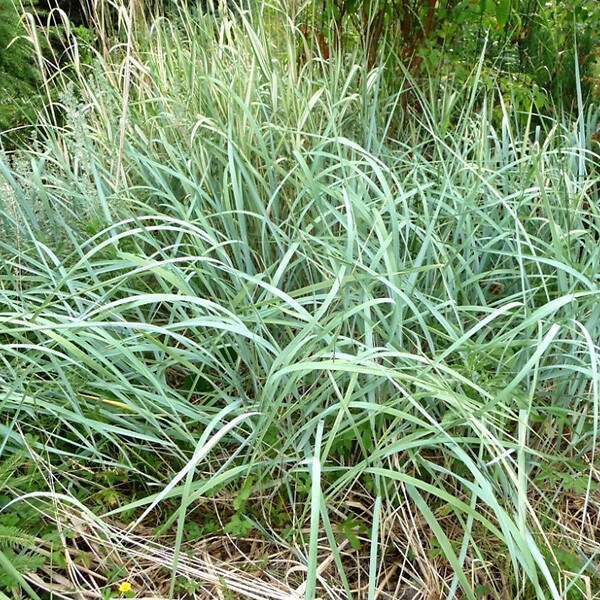 ARBORIX - 6 x Graminée ornementale - Agropyron magellanicum  - godet 9cm x 9cm - large