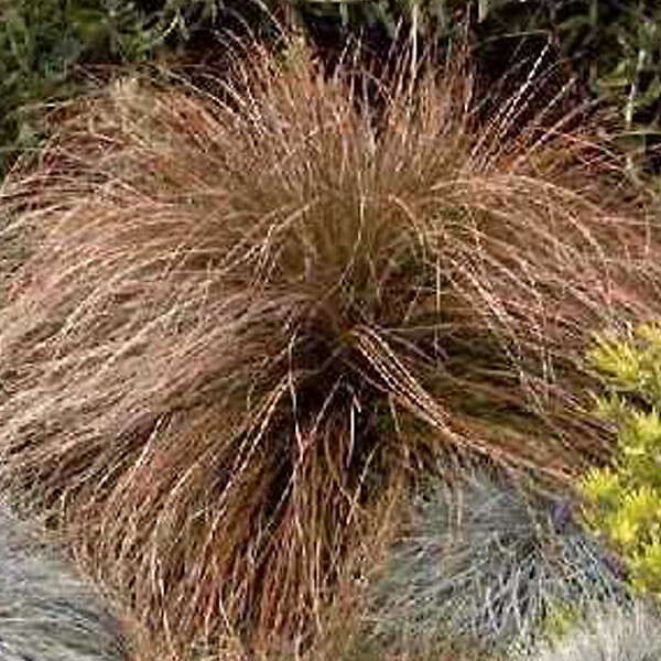 ARBORIX - 6 x Laîche orange - Carex testacea  - godet 9cm x 9cm - large