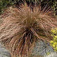 ARBORIX - 6 x Laîche orange - Carex testacea  - godet 9cm x 9cm - vignette