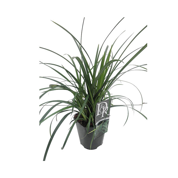 ARBORIX - 6 x Laîche Japonaise - Carex morrowii  - godet 9cm x 9cm - large