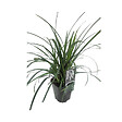 ARBORIX - 6 x Laîche Japonaise - Carex morrowii  - godet 9cm x 9cm - vignette