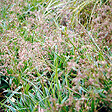ARBORIX - 6 x Luzule des bois 'Marginata' - Luzula sylvatica 'Marginata'  - godet 9cm x 9cm - vignette