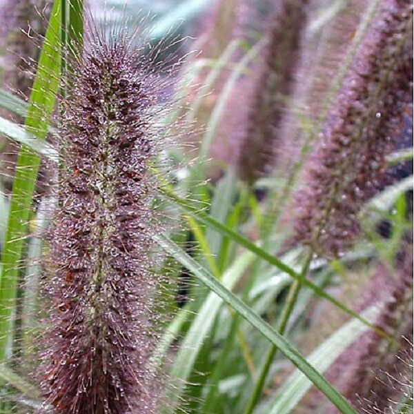 ARBORIX - 6 x Herbe aux écouvillons 'Moudry' - Pennisetum alopecuroides 'Moudry'  - godet 9cm x 9cm - large