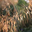 ARBORIX - 6 x Stipe géante - Stipa Gigantea  - godet 9cm x 9cm - vignette