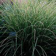 ARBORIX - 6 x Eulalie 'Morning Light' - Miscanthus Sinensis 'Morning Light'  - godet 9cm x 9cm - vignette
