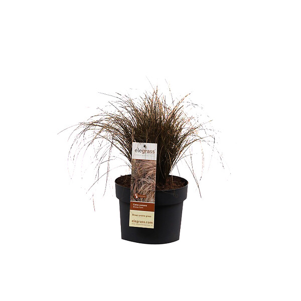 ARBORIX - 6 x Laîche - Carex comans 'Bronze Form'  - godet 9cm x 9cm - large