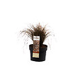 ARBORIX - 6 x Laîche - Carex comans 'Bronze Form'  - godet 9cm x 9cm - vignette