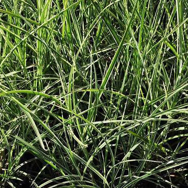 ARBORIX - 6 x Roseau de Chine 'Variegatus' - Miscanthus sinensis 'Variegatus'  - godet 9cm x 9cm - large
