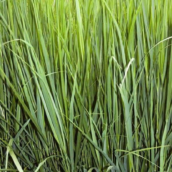 ARBORIX - 6 x Panic effilé 'Northwind' - Panicum 'Northwind'  - godet 9cm x 9cm - large