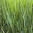 ARBORIX - 6 x Panic effilé 'Northwind' - Panicum 'Northwind'  - godet 9cm x 9cm - vignette