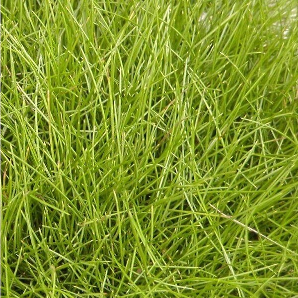 ARBORIX - 6 x Fétuque de gautier - Festuca Gautieri  - godet 9cm x 9cm - large