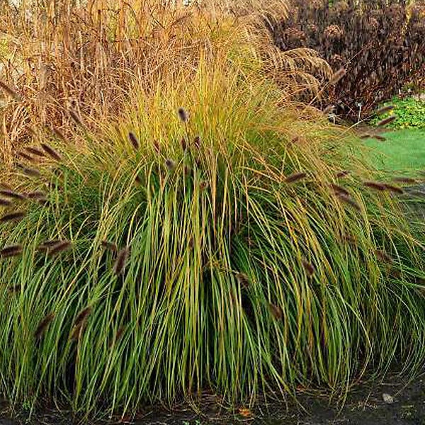 ARBORIX - 6 x Herbe aux écouvillons 'Japonicum' - Pennisetum Alopecuroides 'Japonicum'  - godet 9cm x 9cm - large