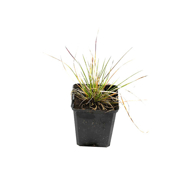 ARBORIX - 6 x Canche cespiteuse - Deschampsia cespitosa  - godet 9cm x 9cm - large