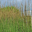 ARBORIX - 6 x Molinie 'Heidebraut' - Molinia Caerulea 'Heidebraut'  - godet 9cm x 9cm - vignette