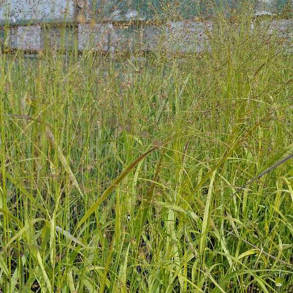 ARBORIX - 6 x Panic effilé 'Rehbraun' - Panicum Virgatum 'Rehbraun'  - godet 9cm x 9cm - large