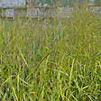 ARBORIX - 6 x Panic effilé 'Rehbraun' - Panicum Virgatum 'Rehbraun'  - godet 9cm x 9cm - vignette