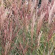 ARBORIX - 6 x Eulalie de Chine 'China' - Miscanthus sinensis 'China'  - godet 9cm x 9cm - vignette