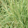 ARBORIX - 6 x Molinie panachée 'Variegata' - Molinia Caerulea 'Variegata'  - godet 9cm x 9cm - vignette