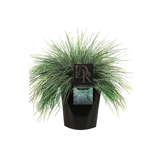 ARBORIX - 6 x Fétuque bleue 'Elijah Blue' - Festuca glauca 'Elijah Blue'  - godet 9cm x 9cm - large