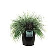 ARBORIX - 6 x Fétuque bleue 'Elijah Blue' - Festuca glauca 'Elijah Blue'  - godet 9cm x 9cm - vignette