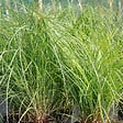 ARBORIX - 6 x Eulalie 'Adagio' - Miscanthus Sinensis 'Adagio'  - godet 9cm x 9cm - vignette