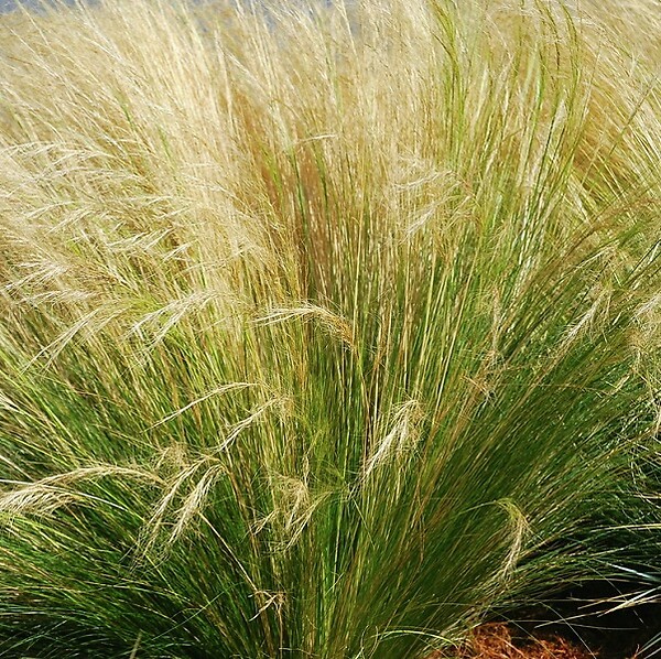 ARBORIX - 6 x Cheveux d'anges - Stipa Tenuifolia  - godet 9cm x 9cm - large