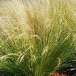 ARBORIX - 6 x Cheveux d'anges - Stipa Tenuifolia  - godet 9cm x 9cm - vignette