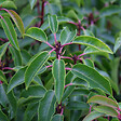 ARBORIX - 2 x Laurier du Portugal - Prunus Lusitanica  - 40-50 cm pot - vignette