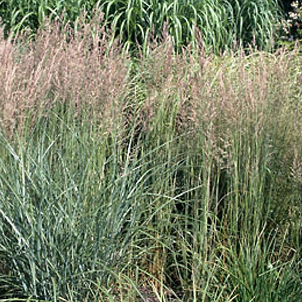ARBORIX - 6 x Agrostide a fleurs étroites 'Overdam' - Calamagrostis Acutiflora 'Overdam'  - godet 9cm x 9cm - large