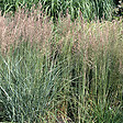 ARBORIX - 6 x Agrostide a fleurs étroites 'Overdam' - Calamagrostis Acutiflora 'Overdam'  - godet 9cm x 9cm - vignette