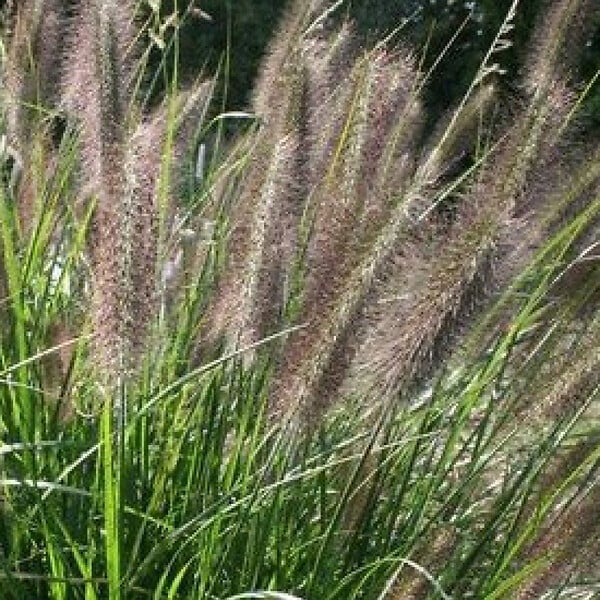 ARBORIX - 6 x Herbe aux écouvillons - Pennisetum Viridescens  - godet 9cm x 9cm - large