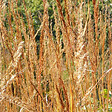 ARBORIX - 6 x Herbe des Indiens - Sorghastrum nutans  - godet 9cm x 9cm - vignette